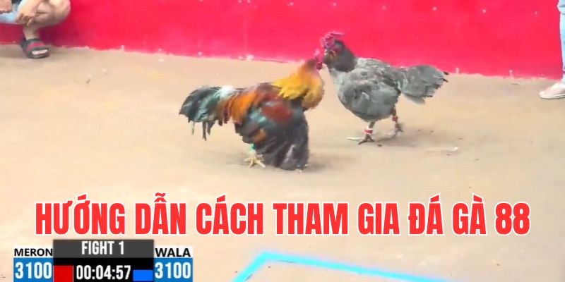 Đá Gà 88 - Cập Nhật Nhiều Giải Đấu Chất Lượng Năm 2025 4 cach-theo-doi-truc-tiep-tai-da-ga-88