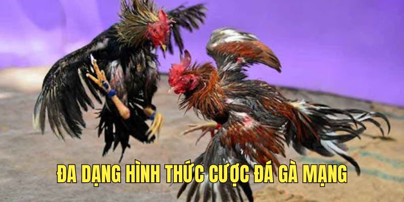 Đá Gà Mạng - Trải Nghiệm Cá Cược Chiến Kê Đỉnh Cao 2025 2 da-dang-hinh-thuc-ca-cuoc-noi-bat
