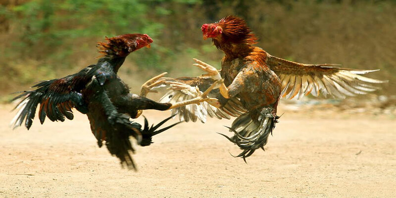 da-ga-peru-giong-ga