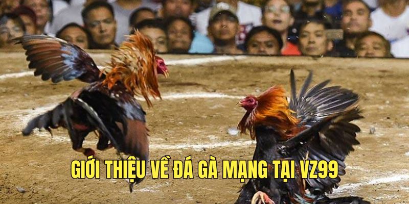 Đá Gà Mạng - Trải Nghiệm Cá Cược Chiến Kê Đỉnh Cao 2025 1 tim-hieu-ve-bo-mon-da-ga-mang-hap-dan