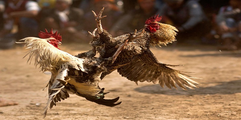 mot-vai-hinh-thuc-thi-dau-da-ga-tre-thomo-pho-bien