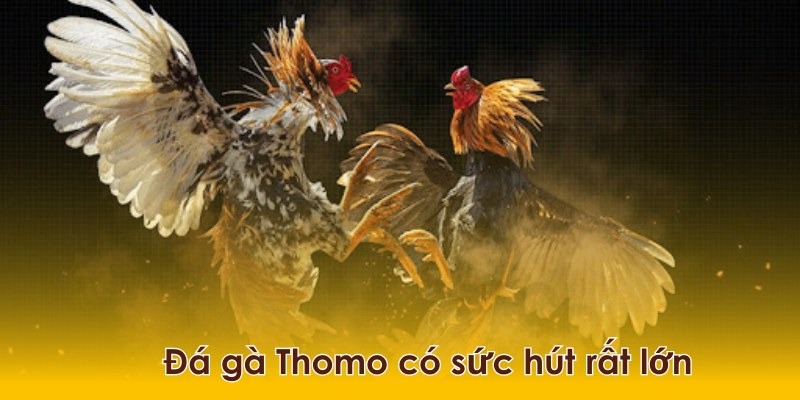 nhung-uu-diem-noi-bat-cua-da-ga-tre-thomo